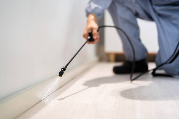 Licensed Cockroach Control service in Springfield, MO - Nex Pest Control